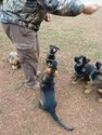Small Photo #21 German Shepherd Dog Puppy For Sale in MC DONOUGH, GA, USA