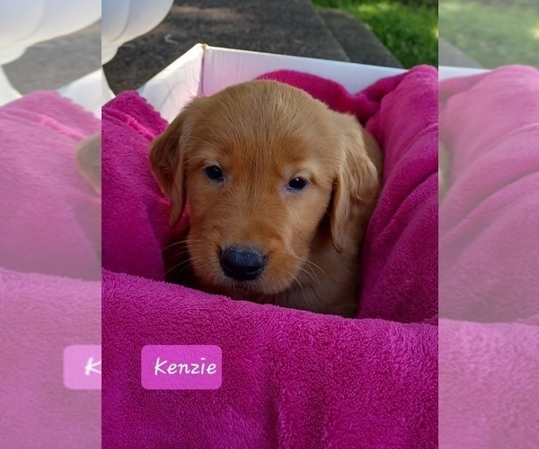 Medium Photo #6 Golden Retriever Puppy For Sale in STANLEY, WI, USA