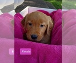 Small #5 Golden Retriever