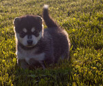 Small #2 Pomsky