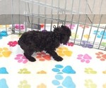 Dexter - Male Cockapoo (Toy)-Poodle (Toy) Mix Puppy for Sale - Photo #6