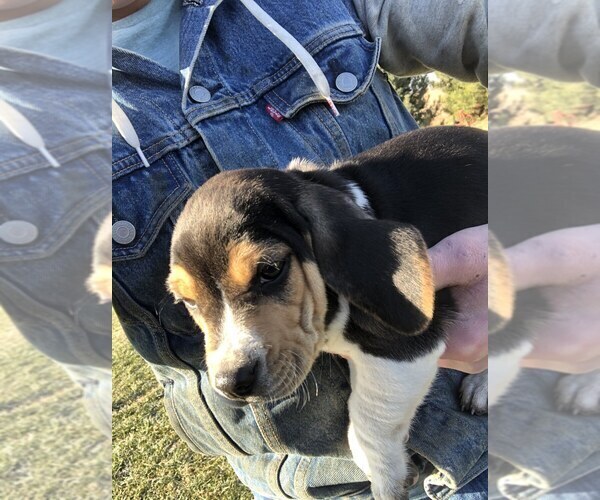 Medium Photo #5 Beagle Puppy For Sale in DURHAM, KS, USA