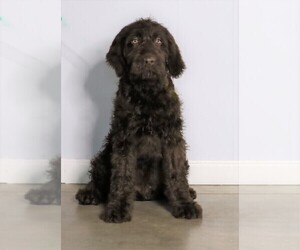 Labradoodle-Poodle (Standard) Mix Puppy for sale in FREDERICKSBG, OH, USA