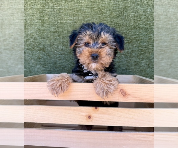 Medium Photo #10 Yorkshire Terrier Puppy For Sale in OCALA, FL, USA