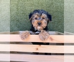 Small #9 Yorkshire Terrier