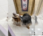 Small #4 Yorkshire Terrier