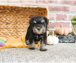 Small #2 Schnauzer (Miniature)