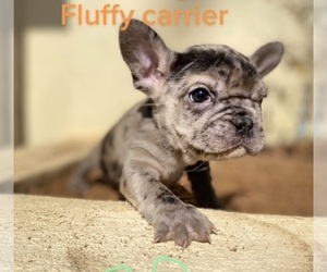French Bulldog Puppy for sale in MORENO VALLEY, CA, USA