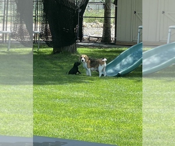 Medium Photo #3 Beagle Puppy For Sale in COLORADO SPRINGS, CO, USA