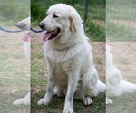 Small #2 Great Pyrenees