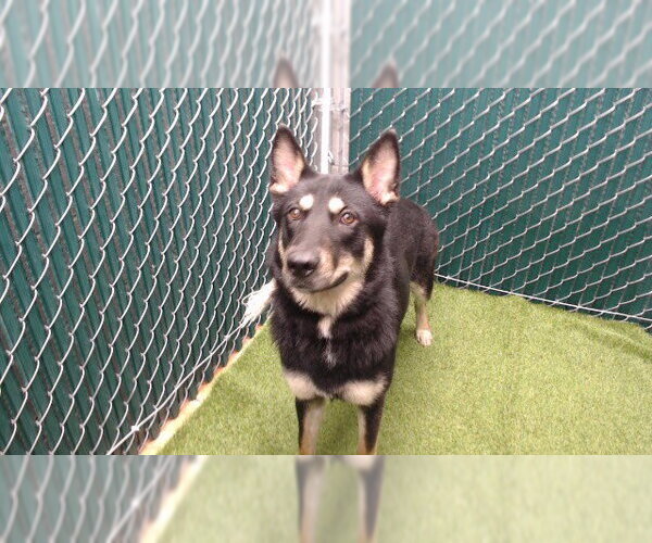 Medium Photo #1 German Shepherd Dog Puppy For Sale in Downey, CA, USA