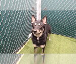 Small German Shepherd Dog