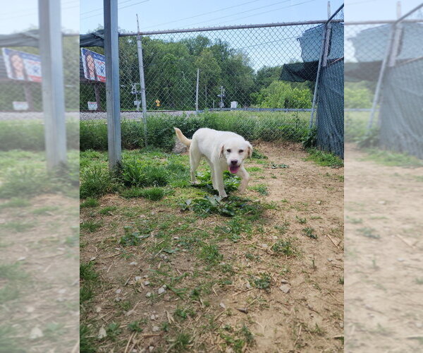 Medium Photo #3 Mutt Puppy For Sale in Evansville, IN, USA