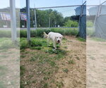 Small #2 Mutt