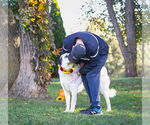 Small Photo #7 Great Pyrenees-Unknown Mix Puppy For Sale in Unionville, PA, USA