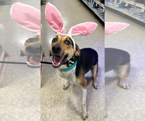 Medium Photo #1 Treeing Walker Coonhound-Unknown Mix Puppy For Sale in Germantown, OH, USA