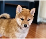 Small Photo #45 Shiba Inu Puppy For Sale in FREMONT, CA, USA
