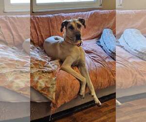 Great Dane-Unknown Mix Dogs for adoption in Fenton, MO, USA