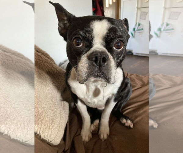 Medium Photo #2 Boston Terrier Puppy For Sale in Rootstown, OH, USA