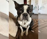 Small #1 Boston Terrier