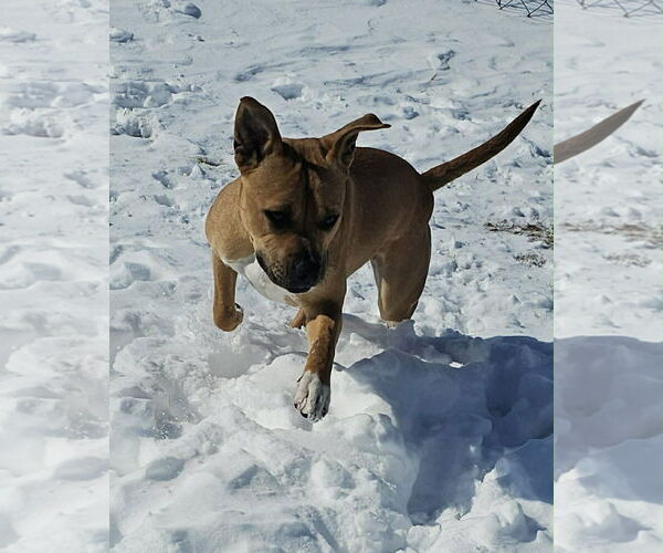 Medium Photo #2 Mutt Puppy For Sale in Holly Springs, NC, USA