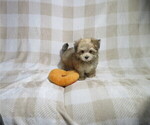 Small #3 Morkie