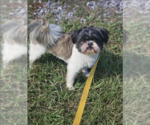 Small #1 Shih Tzu Mix