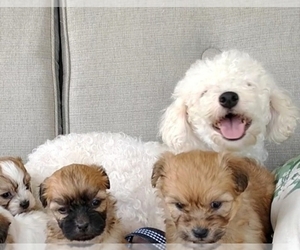 Mother of the Zuchon puppies born on 04/06/2025
