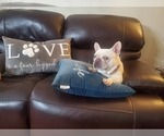 Small Photo #1 French Bulldog Puppy For Sale in GRAND JCT, CO, USA
