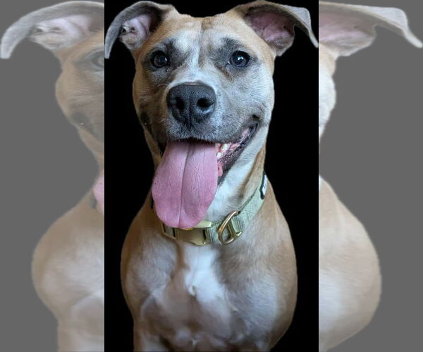 Medium Photo #9 Black Mouth Cur-Unknown Mix Puppy For Sale in Germantown, OH, USA