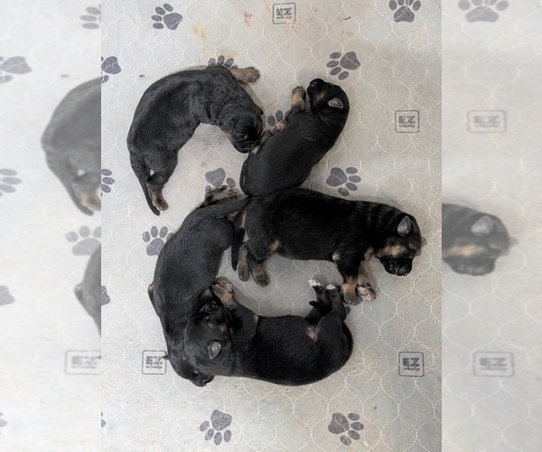 Medium Photo #6 German Shepherd Dog Puppy For Sale in BRADFORD, OH, USA