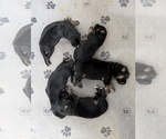 Small #5 German Shepherd Dog