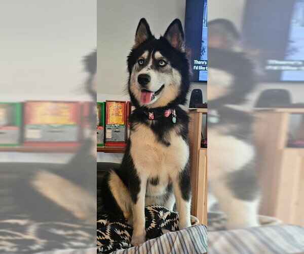 Medium Photo #1 Siberian Husky-Unknown Mix Puppy For Sale in Newfoundland, PA, USA