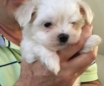 Small Photo #3 Maltese Puppy For Sale in BRKN ARW, OK, USA