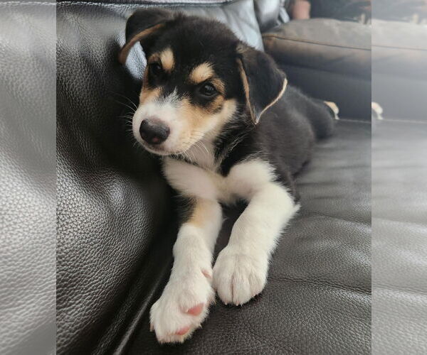 Medium Photo #3 Australian Shepherd-Unknown Mix Puppy For Sale in Plainfield, IL, USA
