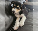 Small #2 Australian Shepherd Mix