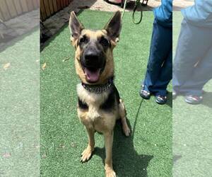 German Shepherd Dog Dogs for adoption in Fort Lauderdale, FL, USA