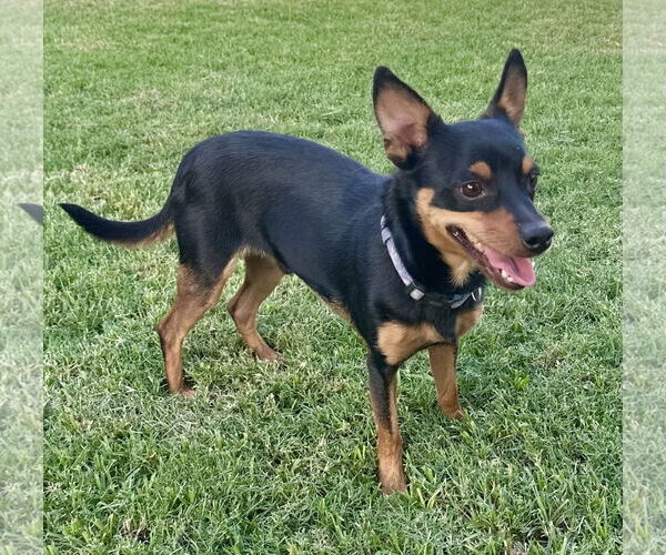 Medium Photo #6 Chipin Puppy For Sale in Phoenix, AZ, USA