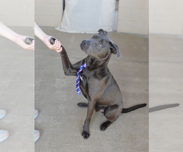 Medium Photo #2 American Staffordshire Terrier-Unknown Mix Puppy For Sale in McKinney, TX, USA