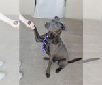 Small #1 American Staffordshire Terrier Mix
