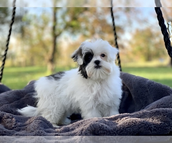 Medium Photo #12 Cavapoo Puppy For Sale in HOUSTON, TX, USA