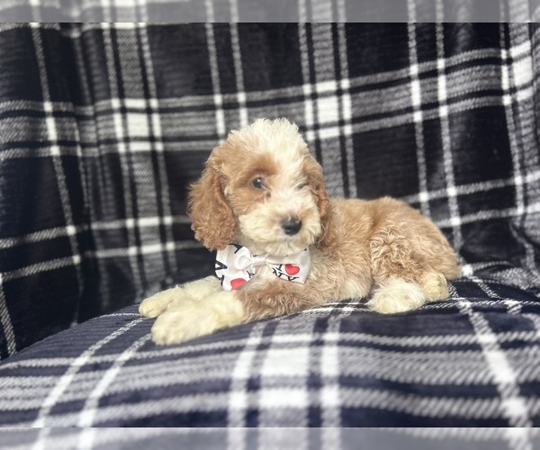 Medium Photo #7 Cockapoo Puppy For Sale in LAKELAND, FL, USA