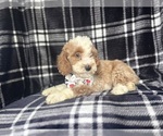 Small #6 Cockapoo