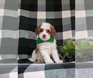 Cavapoo Puppy for sale in CHRISTIANA, PA, USA