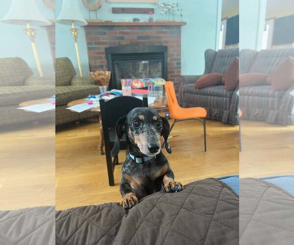 Medium Photo #2 Dachshund Puppy For Sale in Taunton, MA, USA