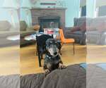 Small #1 Dachshund