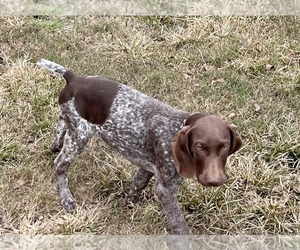 Mother of the German Shorthaired Pointer puppies born on 08/18/2025