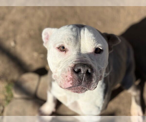 Medium Photo #1 American Bulldog-Unknown Mix Puppy For Sale in Tulsa, OK, USA