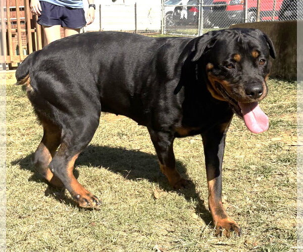 Medium Photo #2 Rottweiler-Unknown Mix Puppy For Sale in Wetumpka, AL, USA