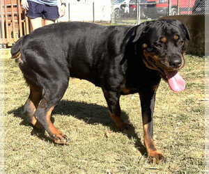 261635  Fancy - Female Rottweiler-Unknown Mix Dog for Adoption - Photo #2